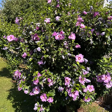 Moselglueck Lejlighed *