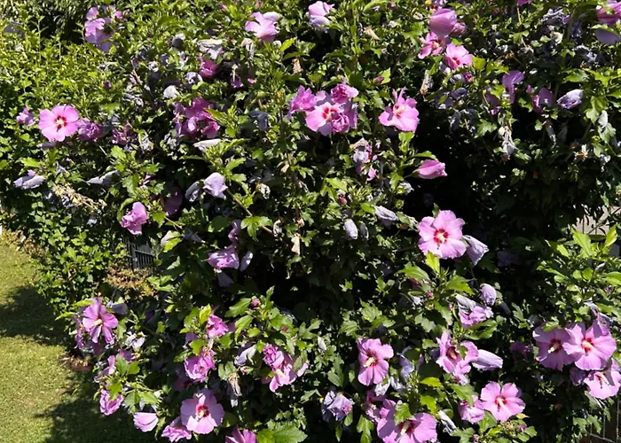 Moselglueck Apartament *